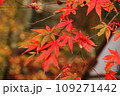 日本の紅葉 109271442