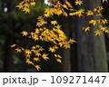 日本の紅葉 109271447