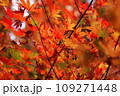 日本の紅葉 109271448