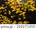 日本の紅葉 109271450