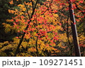 日本の紅葉 109271451