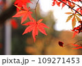 日本の紅葉 109271453