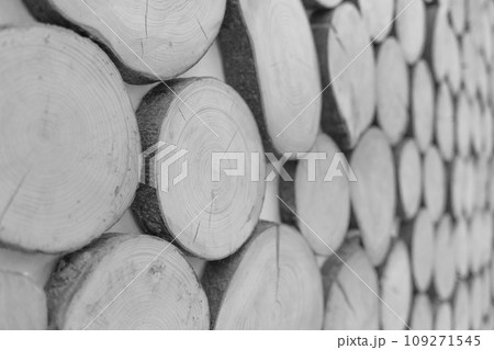 Timber round annual wooden rings, logs tree wood interior grey decoration wall forest background lumber 109271545