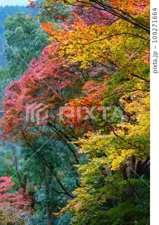 飯盛山の紅葉 109271664