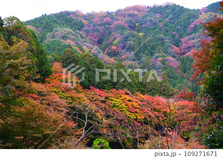 香嵐渓の紅葉 香嵐渓の紅葉 109271671
