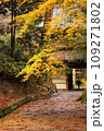 お寺の参道の紅葉 109271802
