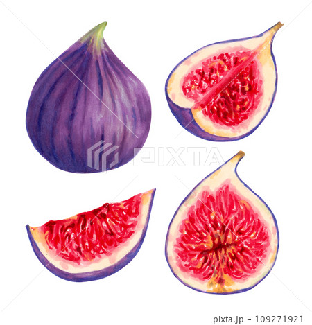 Set of purple figs. Fruits individually, whole and in section. Botanical collection of figs. Design of packaging, labels, menus, seasonal offers. Hand-drawn illustration with watercolor and marker 109271921