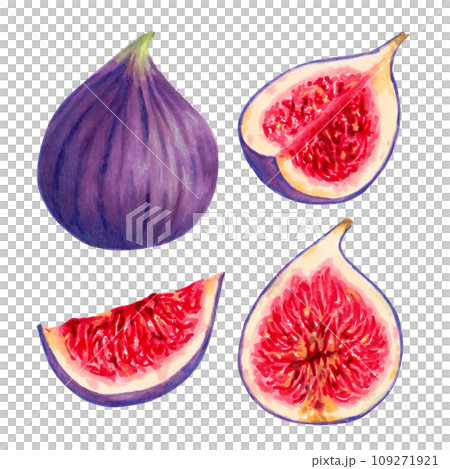 Set of purple figs. Fruits individually, whole and in section. Botanical collection of figs. Design of packaging, labels, menus, seasonal offers. Hand-drawn illustration with watercolor and marker 109271921