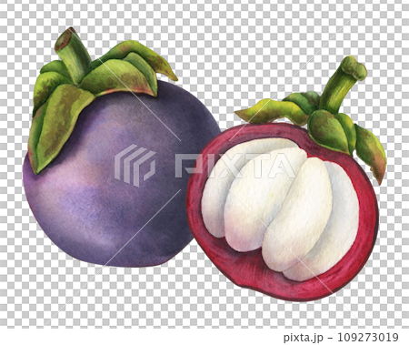 Mangosteen watercolor illustration. Hand drawn sketch of exotic tropical Fruit on isolated background. Drawing of asian food with garcinia and juicy slices. Sketch of mangostana for menu design. 109273019