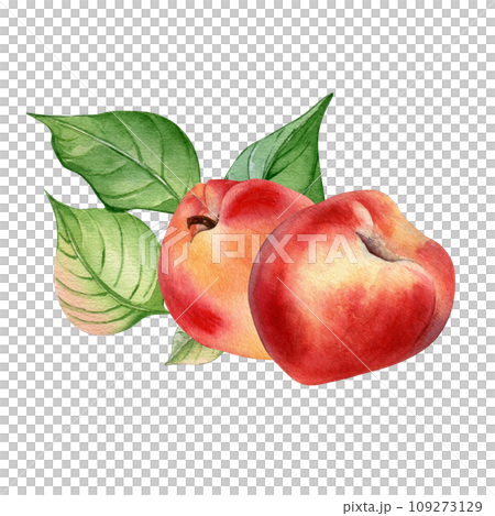 Watercolor illustration with nectarines and leaf isolated on white background. Whole ripe fruits painting. Peach hand drawn. Design element for package, label, kitchen, skin care cosmetic, juice 109273129
