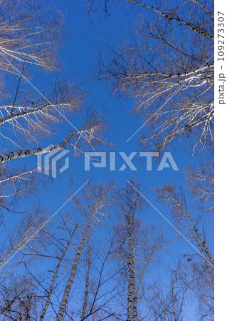High bare winter or spring birch trees against blue sky background. Bottom view to birch tops. High bare winter or spring birch trees against blue sky background. Bottom view to birch tops. 109273307