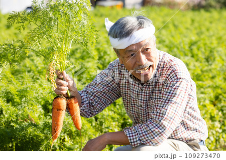 野菜を収穫する男性 109273470