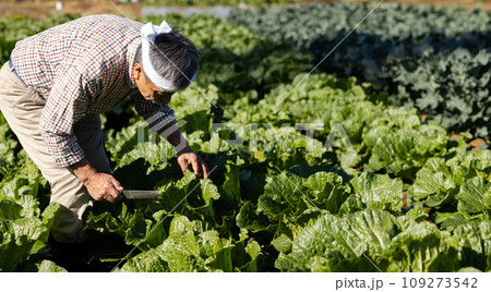 野菜を収穫する男性 109273542