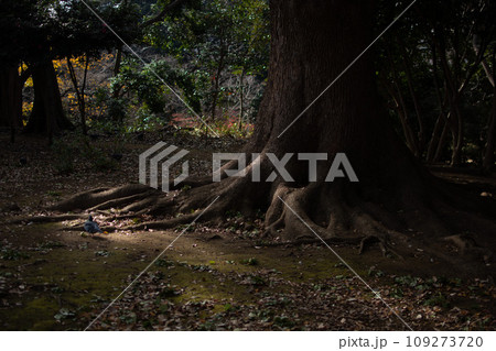 木漏れ日が差し込む森の中の風景 木漏れ日が差し込む森の中の風景 109273720