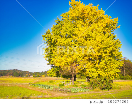 新潟県五泉市　黄金の里のイチョウ 109274263