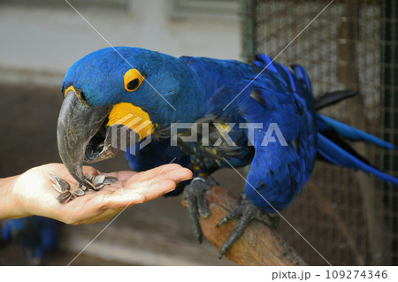 Macaw. Macaw. 109274346