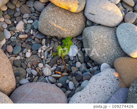 The plant broke through the rubble.   Life concept. Plant with green leaves on stones 109274426