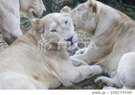 The female fat lion is rest after eat 109274599