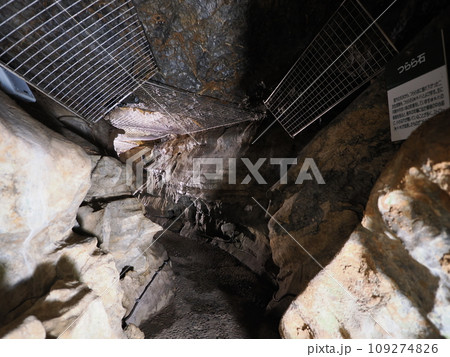 群馬・みどり市 小平鍾乳洞 群馬・みどり市 小平鍾乳洞 109274826