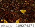 落ち葉 109274874