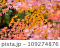 紅葉和柄 109274876