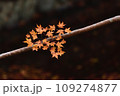 枝紅葉 109274877