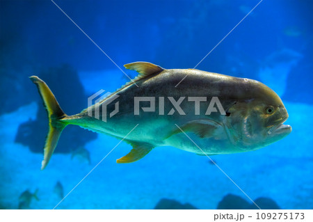The crevalle jack (Caranx hippos), also known as the common jack, black-tailed trevally, couvalli jack, black cavalli, jack crevale, or yellow cavalli The crevalle jack (Caranx hippos), also known as the common jack, black-tailed trevally, couvalli jack, black cavalli, jack crevale, or yellow cavalli 109275173
