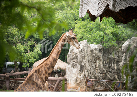 Giraffes in the zoo Giraffes in the zoo 109275468