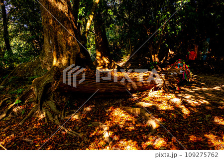 Enchanting Wilderness Forest Trail Scene in Deep Woodland Enchanting Wilderness Forest Trail Scene in Deep Woodland 109275762
