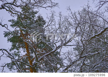Peace and tranquility in a winter park with large trees and dense branches Peace and tranquility in a winter park with large trees and dense branches 109275996