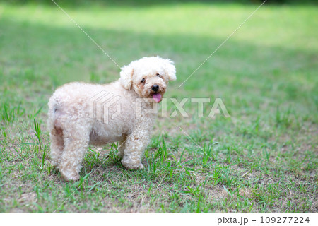 Poodle toy dog 109277224