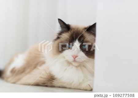 Blue bicolor ragdoll female cat looking interested. High quality photo Blue bicolor ragdoll female cat looking interested. High quality photo 109277508