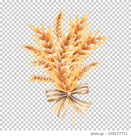 Hand drawn watercolor yellow wheat ears bouquet illustration. 109277751