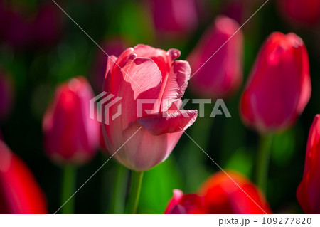 Beautiful spring flowers. Red tulip on a background of nature. Beautiful spring flowers. Red tulip on a background of nature. 109277820