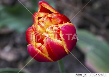 Beautiful magnificent red tulip. 109277860