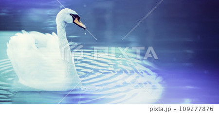 White swan banner on a blue water background. Beautiful bird in the water. 109277876