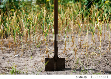 Garden shovel in the ground against the background of plants 109277881
