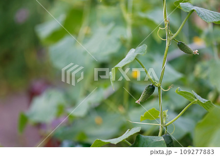 Young cucumbers on a green branch. 109277883
