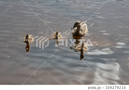 Duck with ducklings near the shore on the surface of the water Duck with ducklings near the shore on the surface of the water 109279218