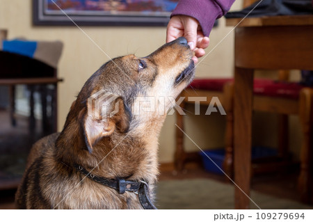 Brown dog with floppy ears close-up portrait 109279694