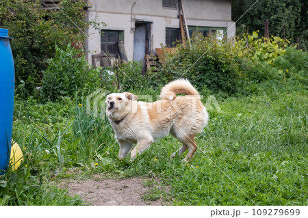 Cheerful white dog is running on grass closeup Cheerful white dog is running on grass closeup 109279699