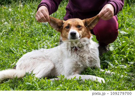 Shaggy white dog lying on ground in yard Shaggy white dog lying on ground in yard 109279700