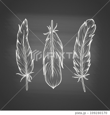 Set of hand drawn bird feathers on chalkboard. Hand drawn sketch background in vintage engraving style. Vector illustration. 109280170