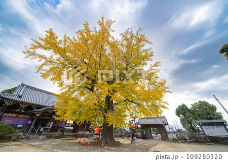 【第5番札所】地蔵寺　たらちね大銀杏【四国八十八箇所】 109280320