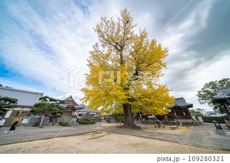 【第5番札所】地蔵寺　たらちね大銀杏【四国八十八箇所】 109280321
