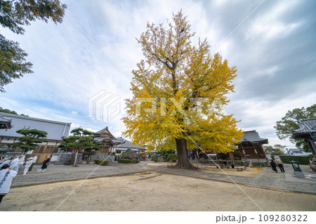 【第5番札所】地蔵寺 たらちね大銀杏【四国八十八箇所】 【第5番札所】地蔵寺 たらちね大銀杏【四国八十八箇所】 109280322