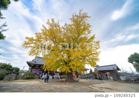 【第5番札所】地蔵寺　たらちね大銀杏【四国八十八箇所】 109280325