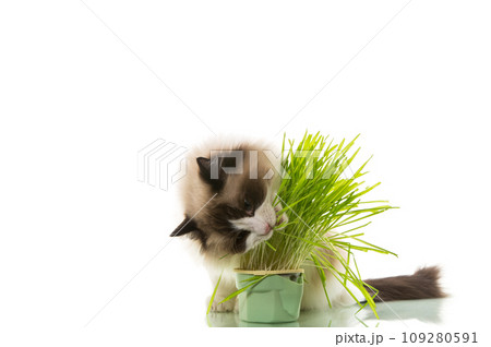 A Ragdoll cat eats grass from a plastic pot. 109280591