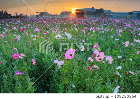 アキザクラ コスモ コスモス 109280864