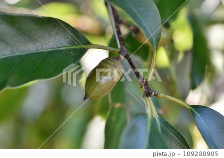 アラカシの実 109280905